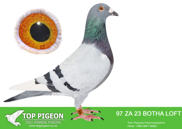 .LOT 3 BOTHA LOFTS – ZA 23 BOTHA LOFTS 97 -SIRE:00742 ZA 15. DU PREEZ & DEETLEFS. WON R30 000.00 ON CRUSADERS BREADERSTAKES.———-DAM:10258 ZA 16 “BOLT”. 3RD BARZALONA CAR RACE DINOKENG OLR. PURE BRED DU PREEZ & DEETLEFS GENETICS.SEE PEDIGREE!!!