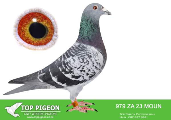 .LOT 3 FERDIE LUBBE -ZA 23 MOUN 979 -SAME BRED SOLD FOR R12 000 ON TOPPIGEON————SIRE:ZA 22 MOUN 610 .Alias “BEST KITTAL EXPRESS” Strain: BEST KITTEL Color: BLUE CHECK “BEST KITTEL EXPRESS” ZA22 MOUN 610 BRED FOR STOCK SIRE: “BEST KITTEL 906” BELG20 4186906 STRONG INBRED SON X DAUGHTER OF THE FAMOUS BEST KITTEL. BEST KITTEL IS WINNER OF 1ST NAT. ACE KBDB SPRINT 2017 4TH NAT. ACE KBDDB SPRINT 2016 BRED AND RACED BY DEHON.————-DAM:ZA 19 MOUN 627 .Alias “NEW DREAMER” Strain: MOUNTAIN LOFTS Color: BLUE BAR ”NEW DREAMER” FULL SISTER TO 2- 4 X WINNERS 3RD ACE UNION MIDDLE DISTANCE 2020 4TH ACE UNION YEARLINGS 2020 12TH ACE UNION OVER ALL DISTANCES 2020 1ST CLUB, 18TH UNION SMITHFIELD 530KM 3RD CLUB, 15TH UNION REDDERSBURG.SEE PEDIGREE!!!