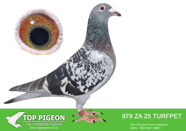 .LOT 9 FERDIE COETZER – ZA 25 TURFPET 979 – is a medium size hen with the best volume . She has the orange ” racing eye ” and is bred from a young future superstar pair . Her sire is bred from grandson Best Kittel x Pretty Hen and the dam from Marieke jnr . x De Leus x Bloubul . The babies from this pair perform outstanding in the race loft . This is an impressive young hen .SEE PEDIGREE!!!