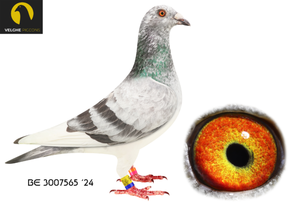 .LOT 1 VELGHE PIGEONS – BE 24 3007565 GRIZZLE HEN———-DOUBLE BLIZZARD: 1.NAT ACE KBDB SD’21. 1.WORLD BP FCI YB’21. 1.PROV ACE KBDB 2021——-SIRE:B 22-4207828 M GRIZZLE BLIZZARD 828 Flanders Collection Grizzle…DIRECT SON TO LEGENDARY BLIZZARD KING KITTEL. SAME MOTHER BRED: 1. PRIZE 3.757 BIRDS. 3. PRIZ. 17.711 BIRDS. 3. PRIZE 545 BIRDS. 7. PRIZE 813 BIRDS. 7. PRIZE  385 BIRDS. 25.PRIZE 881 BIRDS. 32.PRIZE 1.904.  37.PRIZE 347 BIRDS. 40.PRIZE 9.452 BIRDS—————–DAM:B 22-4207843 V GRIZZLE BLIZZARD 843.  Flanders Collection.  Grizzle .DIRECT FROM BLIZZARD.  SAME MOTHER BRED: – WITTE KITTEL 1. PRIZE 1.042 BIRDs.  6. PRIZE 1.745 BIRDS.  6. PRIZE 1.008 BIRDS.  8. PRIZE 1.587 BIRDS.  23. PRIZE 1.258 BIRDS.  54.PRIZE 2.144 BIRDS.SEE PEDIGREE!!!