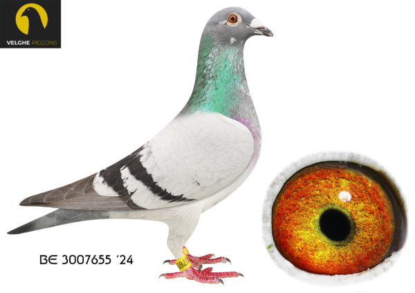 LOT 19 VELGHE PIGEONS – BE 24 3007655 BBAR COCK —KING ARTHUR: 1.NAT Ace KBDB Sprint young B 2023.—-THE MIRACLE: 7.NAT ACE KBDB YB. 2.PROV ACE KBDB YB. 1.Ace Tienverbond.————-SIRE:BE 23-6208487 KING ARTHUR 2.0 Van den Bulck Dirk.EXCLUSIVE BROTHER KING ARTHUR: 1.NAT Ace KBDB Sprint young B 2023———–DAM:BE 23-6133592 MIRACLE 592. Van den Bulck Dirk. MIRACLE WON: 7.NAT ACE KBDB. YB 2.PROV ACE KBDB YB .1.Ace Tienverbond.SEE PEDIGREE!!!