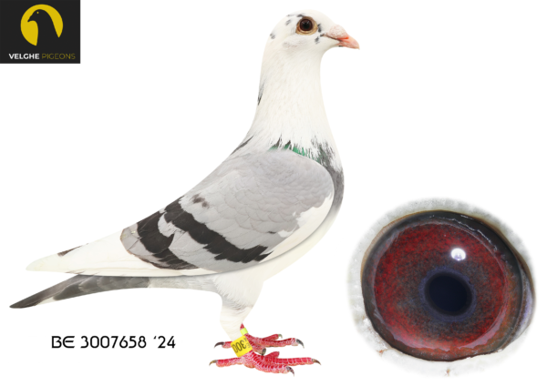 .LOT 7 VELGHE PIGEONS – BE 24 3007658 BBAR PIED HEN – EXTREME Inbred Olympic KITTEL 006—–***Granddaughter LIBERAAL (= Top brother 006) ***Granddaughter OLYMPIC KITTEL 006———–SIRE:BE 23-6133602 LIBERAAL 602. Van den Bulck Dirk. Child LIBERAAL: 4. ACE COMBINE 2017. 3. PRIZE 1.142 BIRDS. 5. PRIZE 1.084 BIRDS. 5. PRIZE 767 BIRDS..————–DAM:BE 23-6133578 OLYMPIC KITTEL 578. Van den Bulck Dirk. CHILD OLYMPIC KITTEL 2. PRIZE 2.057 BIRDS. 3. PRIZE 584 BIRDS. 4. PRIZE 2.089 BIRDS. 5. PRIZE 2.721 BIRDS. 5. PRIZE 2.139 BIRDs. BREEDER OF +10X 1.P. 1. PRIZE 1.274 BIRDS. 20.NAT ACE KBDB 2018.SEE PEDIGREE!!!