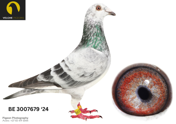 LOT 10 VELGHE PIGEONS – BE 24 3007679 GRIZZLE COCK — STRONG Inbred BLIZZARD KING KITTEL – SAGAN – VALE (P Beyl) – KITTEL—————SIRE:B 22-4207827 M GRIZZLE BLIZZARD 827. Flanders Collection Grizzle. SAME MOTHER BRED: 1. PRIZE 3.757 BIRDS. 3. PRIZ 17.711 BIRDS. 3. PRIZE 545 BIRDS. 7. PRIZE 813 BIRDS.———-DAM:BE 22-6216152 V BLIZZARD X SAGAN. Van den Bulck Dirk. G.DAUGHTER SAGAN: 1.NAT ACE SPRINT KBDB 2013 1/1042 ,1/524 ,1/446, 2/1411 ,2/624 ,6/667. G.DAUGHTER BLIZZARD 1.NAT ACE KBDB SD’21. 1.WORLD BP FCI YB’21. 1.PROV ACE KBDB 2021 .2.OLYMPIC ACE 2022.SEE PEDIGREE!!!