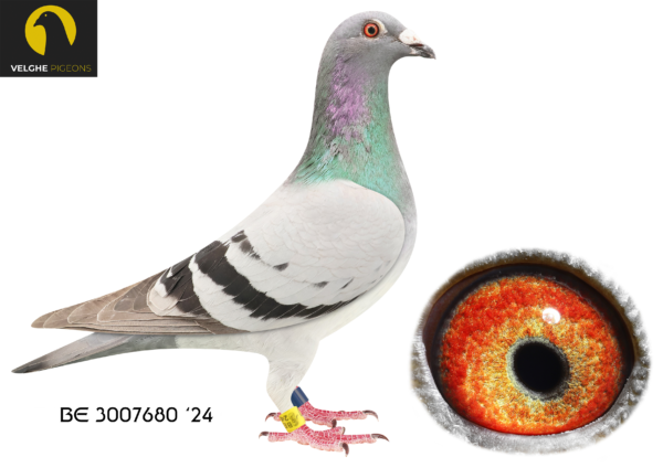 LOT 18 VELGHE PIGEONS – BE 24 3007680 BBAR -Best strain of Van den BULCK Dirk: – LA MACHINE –  MIRACLE- LIBERAAL – OLYMPIC KITTEL – KITTEL———–SIRE:BE 22-6216159 M LA MACHINE 159. Van den Bulck Dirk. LA MACHINE won: 6.NAT CHAMP KBDB’18. 1.ACE COMBINE 2019. 7.ACE COMBINE 2018 .1. PRIZE 2.111 BIRDS .2. PRIZE 1.923 BIRDS. 2. PRIZE 255 BIRDS. 4. PRIZE 531 BIRDS. 6. PRIZE 643 BIRDS. 9. PRIZE 1.001 BIRDS. 14. PRIZE 2.502 BIRDS.————–DAM:BE 22-6216146 V MIRACLE X LIBERAAL .Van den Bulck Dirk .MIRACLE is father to -507/18: 22/1104, 26/1300 ,27/1262, 33/941, 28/621… -950/19: 1/1313 ,1/409 ,3/274, 3/268 ,11/4743 ,4/294, 9/1100, 17/1022… -958/19: 7/1100, 20/1314.SEE PEDIGREE!!!