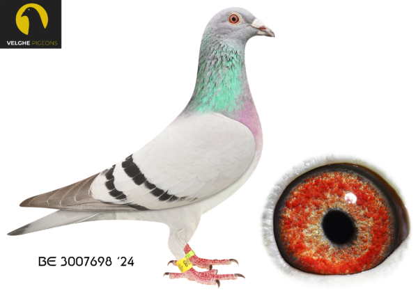 .LOT 6 VELGHE PIGEONS – BE 24 3007698 BBAR HEN- Granddaughter AND Inbred OLYMPIC KITTEL 006 -Granddaughter MIRACLE- Inbred LIBERAAL————-SIRE:BE 22-6107863 M. OLYMPIC KITTEL 863. Van den Bulck Dirk. Son Olympic Kittel 2. PRIZE 2.057 BIRDS. 3. PRIZE 584 BIRDS. 4. PRIZE 2.089 BIRDS. 5. PRIZE 2.721 BIRDS. 5. PRIZE 2.139 BIRDS.———–DAM:BE 22-6216145 V MIRACLE X LIBERAAL. Van den Bulck Dirk .MIRACLE is father to —507/18: 22/1104. 26/1300. 27/1262. 33/941. 28/621.. —950/19:- 1/1313. 1/409. 3/274 .3/268. 11/4743. 4/294. 9/1100. 17/1022 … —958/19:— 7/1100. 20/1314.SEE PEDIGREE!!!