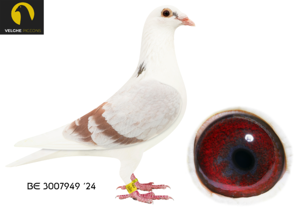 LOT 14 VELGHE PIGEONS – BE 24 3007949 MEALY PIED COCK — – – Grandson OLYMPIC KITTEL 006- Inbred MIRACLE -GOEDE RODE———-SIRE:BE 23-6133579 OLYMPIC KITTEL 579. Van den Bulck Dirk. CHILD OLYMPIC KITTEL 2. PRIZE 2.057 BIRDS. 3. PRIZE 584 BIRDS. 4. PRIZE 2.089 BIRDS. 5. PRIZE 2.721 BIRDS. 5. PRIZE 2.139 BIRDS. BREEDER OF +10X 1.P. 1. PRIZE 1.274 BIRDS. 20.NAT ACE KBDB 2018.——–DAM:BE 23-6133624 GREIPEL 624 .Van den Bulck Dirk .Same father GREEN EYE 1.Ace Yearling 10- verbond: 1/352, 1/172, 5/1905, 12/946, 13/951, 16/1040, 17/1092, 18/1858 ,23/1307.SEE PEDIGREE!!!!