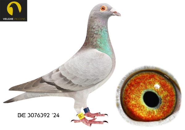 .LOT 2 VELGHE PIGEONS – BE 24 3076392 BBAR COCK – – Grandson KITAN: Father of OLYMPIC KITTEL 006…Grandson LA MACHINE: 6.NAT CHAMP KBDB’18————-SIRE:BE 23-6133647 KITAN 647 Van den Bulck Dirk INBRED KITAN : KITAN is father of: —BE16-6245006:– 2/2057 3/584 4/2089 5/2139 10/894.————DAM:BE 23-6133643 LA MACHINE 611.  Van den Bulck Dirk.  LA MACHINE won: 6.NAT CHAMP KBDB’18. 1.ACE COMBINE 2019. 7.ACE COMBINE 2018. 1. PRIZE 2.111 BIRDS. 2. PRIZE 1.923 BIRDS. 2. PRIZE 255 BIRDs. 4. PRIZE 531 BIRDS. 6. PRIZE 643 BIRDS. 9. PRIZE 1.001 BIRDS. 14.PRIZE 2.502 BIRDS.SEE PEDIGREE!!!