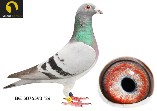 LOT 23 VELGHE PIGEONS – BE 24 3076393 BBAR COCK -Grandson KITAN: Father of OLYMPIC KITTEL 006…Grandson LA MACHINE: 6.NAT CHAMP KBDB’18————-SIRE:BE 23-6133647 KITAN 647 Van den Bulck Dirk INBRED KITAN : KITAN is father of: —BE16-6245006:– 2/2057 3/584 4/2089 5/2139 10/894.————DAM:BE 23-6133643 LA MACHINE 611. Van den Bulck Dirk. LA MACHINE won: 6.NAT CHAMP KBDB’18. 1.ACE COMBINE 2019. 7.ACE COMBINE 2018. 1. PRIZE 2.111 BIRDS. 2. PRIZE 1.923 BIRDS. 2. PRIZE 255 BIRDs. 4. PRIZE 531 BIRDS. 6. PRIZE 643 BIRDS. 9. PRIZE 1.001 BIRDS. 14.PRIZE 2.502 BIRDS.SEE PEDIGREE!!!