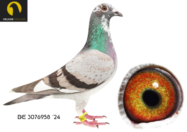 LOT 11 VELGHE PIGEONS – BE 24 3076958 BBAR PIED HEN -BEST LINES: – KITTEL – OLYMPIC KITTEL – LIBERAAL – MIRACLE- BLIZZARD – Den DIKKE – LICHTE LEO—————SIRE:BE 23-6133645 BLIZZARD MIRACLE 645 .Van den Bulck Dirk. GCHILD MIRACLE: 7.NAT ACE KBDB YB .2. PROV ACE KBDB YB. 1.Ace Tienverbond .1/1313, 1/927, 1/767, 9/1084 ,9/884 ,11/984. GCHILD BLIZZARD: 1.NAT ACE KBDB 2021 1.WORLD BP FCI YB’21.—————-DAM:BE 19-6195435 GENTLE LADY. Rudy van Reeth. Son GOEDE DIKKE x DE SUPER DUIVIN. 034/16: 034/16 won 1/831, 1/388, 2/350, 3/353, 3/118, 3/405, 6/778, 6/511, 9/459.SEE PEDIGREE!!!