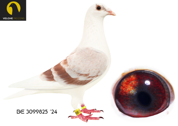 LOT 21 VELGHE PIGEONS – BE 24 3099825 MEALY PIED HEN – Granddaughter LIBERAAL -Granddaughter LA MACHINE – KITTEL – Inbred OLYMPIC KITTEL 006 ————-SIRE:BE 23-6133628 LIBERAAL 628. Van den Bulck Dirk .Child LIBERAAL: 4. ACE COMBINE 2017 .3. PRIZE 1.142 BIRDS. 5. PRIZE 1.084 BIRDS. 5. PRIZE 767 BIRDS. LIBERAAL IS FULL BROTHER TO: – OLYMPIC KITTEL 006 .OLYMPIC ACE CAT-F’16 2. PRIZE 2.057 BIRDS.————DAM:BE 23-6133611 LA MACHINE 611. Van den Bulck Dirk. LA MACHINE won: 6.NAT CHAMP KBDB’18. 1.ACE COMBINE 2019 .7.ACE COMBINE 2018. 1. PRIZE 2.111 BIRDS. 2. PRIZE 1.923 BIRDS. 2. PRIZE 255 BIRDS. 4. PRIZE 531 BIRDS. 6. PRIZE 643 BIRDS. 9. PRIZE 1.001 BIRDS. 14.PRIZE 2.502 BIRDS.SEE PEDIGREE!!!