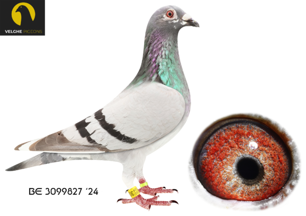 .LOT 9 VELGHE PIGEONS – BE 24 3099827 BBAR PIED HEN -BEST lines Van den Bulck Dirk pigeons: – – LIBERAAL- GREIPEL- KITTEL – MIRACLE – GOEDE RODE -GREEN EYE———–SIRE:BE 23-6133599 LIBERAAL 599. Van den Bulck Dirk. GChild LIBERAAL: WINNER OF: 4. ACE COMBINE 2017. 3. PRIZE 1.142 BIRDS. 5. PRIZE 1.084 BIRDS. 5. PRIZE 767 BIRDS .LIBERAAL is FULL BROTHER TO: – OLYMPIC KITTEL 006 OLYMPIC ACE CAT-F’16.———-DAM:BE 23-6133594 GREIPEL 594. Van den Bulck Dirk. Same father GREEN EYE 1.Ace Yearling 10- verbond: 1/352, 1/172, 5/1905, 12/946, 13/951, 16/1040, 17/1092, 18/1858 ,23/1307… Grandchild GREIPEL: 6.NAT ACE KBDB 2013.SEE PEDIGREE!!!