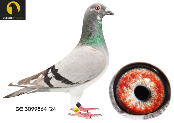 LOT 15 VELGHE PIGEONS – BE 24 3099864 BBAR PIED HEN — EXCLUSIVE INBRED OLYMPIC KITTEL !!!! – – MIRACLE -KITTEL———–SIRE:BE 23-6133612 OLYMPIC KITTEL 612 .Van den Bulck Dirk. Child OLYMPIC KITTEL. 2. PRIZE 2.057 BIRDS. 3. PRIZE 584 BIRDS. 4. PRIZE 2.089 BIRDS. 5. PRIZE 2.721 BIRDS. 5. PRIZE 2.139 BIRDS. BREEDER OF +10X 1.P. 1. PRIZE 1.274 BIRDS. 20.NAT ACE KBDB 2018.———–DAM:BE 23-6133600 OLYMPIC KITTEL 600. Van den Bulck Dirk. Child OLYMPIC KITTEL. 2. PRIZE 2.057 BIRDS. 3. PRIZE 584 BIRDS. 4. PRIZE 2.089 BIRDS. 5. PRIZE 2.721 BIRDS. 5. PRIZE 2.139 BIRDs. BREEDER OF +10X 1.P .1. PRIZE 1.274 BIRDS .20.NAT ACE KBDB 2018.SEE PEDIGREE!!!