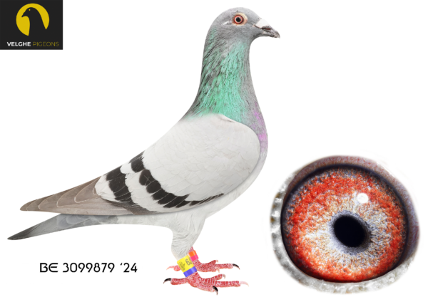 LOT 24 VELGHE PIGEONS – BE 24 3099879  BBAR COCK -Grandson BLIZZARD – Mother is sister LA MACHINE !! – Inbred KITTEL -4000 Hen————SIRE:B 22-4207838 M GRIZZLE BLIZZARD 838. Flanders Collection Grizzle. BLIZZARD X TOPHEN: – 992- 40000 iii! 992-40000 PAIR BRED: 1.NAT ACE KBDB 2021. 1.NAT ACE KBDB 2020. 1.NAT ACE KBDB 2015. 1.NAT ACE KBDB 2013.————-DAM:BE 22-6216156 M SISTER LA MACHINE. Van den Bulck Dirk. LIBERAAL won: 4. ACE COMBINE 2017. 3. PRIZE 1.142 BIRDS. 5. PRIZE 1.084 BIRDS. 5. PRIZE 767 BIRDS .MEALY S.KITTEL Moth: 1/2111, 1/255, 2/1923, 2/1957, 7/3873, 11/1598, 14/2502 ,17/1085 ,17/4321.SEE PEDIGREE!!!!