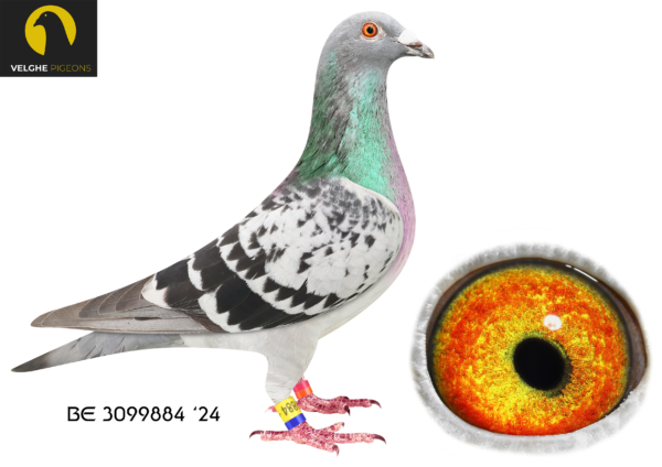 .LOT 4 VELGHE PIGEONS – BE 24 3099884 CHECK COCK -KING ARTHUR: 1.NAT Ace KBDB Sprint young B 2023.—-THE MIRACLE: 7.NAT ACE KBDB YB. 2.PROV ACE KBDB YB. 1.Ace Tienverbond.————-SIRE:BE 23-6208487 KING ARTHUR 2.0 Van den Bulck Dirk.EXCLUSIVE BROTHER KING ARTHUR: 1.NAT Ace KBDB Sprint young B 2023———–DAM:BE 23-6133592 MIRACLE 592. Van den Bulck Dirk. MIRACLE WON: 7.NAT ACE KBDB. YB 2.PROV ACE KBDB YB .1.Ace Tienverbond.SEE PEDIGREE!!!
