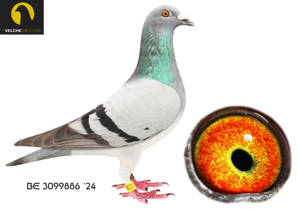 LOT 12 VELGHE PIGEONS – BE 24 3099886 BBAR – Brother BLIZZARD- Sister GREEN EYE- OLYMPIC KITTEL- SAGAN- GREIPEL————SIRE:B 23-2117284 M. BROTHER BLIZZARD KK. V.D.Bulck/Beyl Р.. BLIZZARD KK WON: 1.NAT ACE KBDB 2021. BEST& YOUNGB KBDB ACE SINCE DE KITTEL. – BLIZZARD KITTEL: 1.NAT ACE KBDB SD’21. 1.WORLD BP FCI YB’21. 1.PROV ACE KBDB 2021. 2.OLYMPIC ACE 2022.———–DAM:BE 23-6133596 GREEN EYE OLYMPIC K. Van den Bulck Dirk. GrandChild OLYMPIC KITTEL won: 2. PRIZE 2.057 BIRDS. 3. PRIZE 584 BIRDS. 4. PRIZE 2.089 BIRDS. 5. PRIZE 2.721 BIRDS. 5. PRIZE 2.139 BIRDS. BREEDER OF +10X 1.P. 1. PRIZE 1.274 BIRDS. 20.NAT ACE KBDB 2018.SEE PEDIGREE!!!