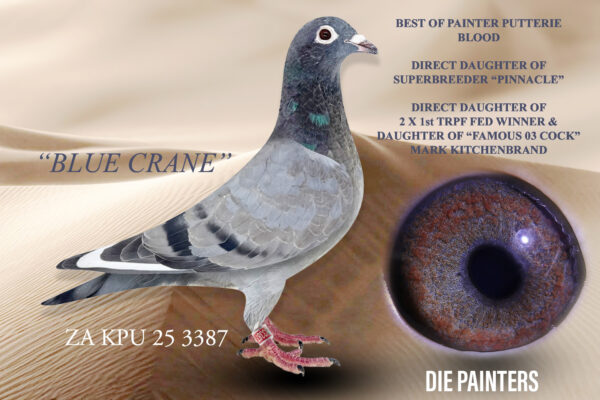 .LOT 8 DIE PAINTERS – ZA 25 KPU 3387 – “BLUE CRANE” Hen Painter Putterie BBWF A replica of her famous grandmother “TRIPLE 2”. This is the absolute top performing Painter Putterie blood – these pigeons literally win hundreds of races countrywide. Direct daughter of SUPERBREEDER “PINNACLE” – sire to 5 winners in 4 different lofts. Direct son of the legendary “SPRINGBOK” – sire to 14 X 1st prize winners and grandfather to more than 30 1st prize winners. Mother is Mark Kitchenbrand’s 2 x TRPF Winner and superbreeder 24395/13. This hen has bred many many winners and breeders of winners. She is a direct daughter of the SUPER PAIR “03 COCK” X “JAYLE”. This legendary pair was the foundation of Mark’s several TRPF Championship triumphs. Both “03 COCK’ & “JAYLE” are also descendants of the famous “BLOU GROOTTE” and “SAM”.SEE PEDIGREE!!!