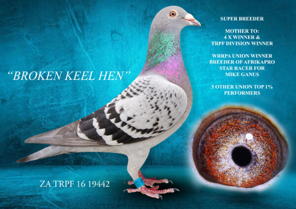 .LOT 1 DIE PAINTERS – ZA 16 TRPF 19442 – THE ONE & ONLY “BROKEN KEEL HEN” TOP 5 BREEDER FOR MANY YEARS! MOTHER TO UNION WINNER AND TRPF DIVISION WINNER MOTHER TO “PARAGON” SIRE TO 2 X TOP 10 AFRIKAPRO FOR MIKE GANUS————-This is one of our very best stock hens. She has bred 4 individual Union & Division Winners. She is the mother to: “PARAGON” 318/21 – Union Winner & 2 X Club Winner. “PARAGON” was purchased from us for Mike Ganus for whom he bred “SEXY LADY” who flew 7th Race 3 & 8th Race 5 Afrikapro 2024. “THE DIVISION HEN” 12511/17 who is a 4 X Winner and TRPF Divisional Winner Bred out of one of our very best stock pairs. They have bred 4 winners together of which the “BROKEN KEEL HEN” was their first. “BROKEN KEEL HEN” is the nestmate sister to our *12 X Winner cock and halfsister to 1st Ace Overall Gauteng West Combine 2021 as well as 1st Ace Short Distance in the WRRPA Union 2019. Also halfsister to “PINK POWER” 1st Union Ace Pigeon Short Distance.SEE PEDIGREE!!!!