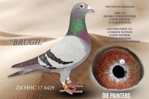 .LOT 3 DIE PAINTERS – ZA 17 HHC 6429 – Great racer and winner on the long distance. This cock showed his worth when the going was tough winning a hard overnight race from 750km. He soon became a fantastic breeder for us and is father to”MISS BLISS” a 2 x Union Winner and breeder of Combine Winner!! Also father to another 4 winners incl another Union Winner! 3 of “BRUGIL”‘s children are breeders of winners for us.SEE PEDIGREE!!!