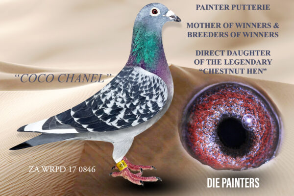 .LOT 2 DIE PAINTERS – ZA 17 WRPD 0846 “COCO CHANEL” – This hen has bred winners for us and several other fanciers countrywide. Several of her children are also topclass breeders. She is out of a click pair that produced no less than 5 produceres of winners. In fact every one of their children proved to be excellent breeders. “COCO CHANEL” a direct daughter of “CHESTNUT HEN” one of the most famous Painter Putterie hens ever. “CHESTNUT HEN” is arguably the best breeder of SUPER BREEDERS that we have ever had. No less than 7 of her direct children are breedeers of winners, Ace Pigeons, Combine Winners etc. Great eye with very good inner circle. “PLATINUM JAN” was our No 1 breeder from 2011 to 2017 and bred 15 winners mated to 5 different hens. Many of his sons and daughters are amongst our best current Painter Putterie producers.SEE PEDIGREE!!!