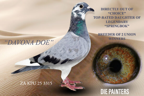 .LOT 5 DIE PAINTERS – ZA 25 KPU 3315 -Superb Pied baby – one of the finest babies bred in the new year! Direct daughter of “CHOICE” – the toprated daughter of the legendary “SPRINGBOK”. She is the closest we have come to breed the perfect pigeon – perfect throat, perfect build , perfect eye, perfect wing and TOP performance in the pedigree Her first two babies raced are both Union Winners and we expect her to become our No 1 Stock Hen in the future. Father of this beautiful baby is a young cock from Egbert o Kelly which was bred out of a half-brother half-sister mating back to SUPERBREEDER 810 X 08816 “MOTHER OF THE LOFT” This baby is bred along the same lines which produced our record breaking “TATJANA” – 1st National Ace Pigeon and 3 X Sanpo Gold Medal Winner.SEE PEDIGREE!!!