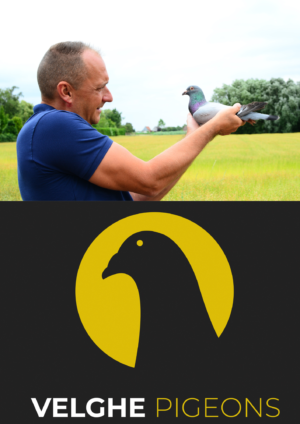 UPCOMING AUCTION - VELGHE PIGEONS - SUNDAY 25 MAY 2025 (ENDING FROM 14:00)