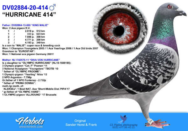LOT 10 PIGEON PALACE – DV 20 02884 414 -Grandson world-breeder “Olympic Hurricane” (Willem de Bruijn) ————Father: DV02884-13-660 “KING MALIE” 2 Ace pigeon R.V. 1 /  2.818 p.   512 km 1  /    333 p.   623 km 2 / 7.886 p.   308 km 3 / 4.771 p.   208 km 3 / 4.193 p.   349 km Is a son to “MALIE”: 1 Champion Youngsters 2005 1 Ace Yearlings 2006 1 Ace Old birds 2007.—————-Mother: NL1742578-11 “DIVA VON HURRICANE” Daughter “OLYMPIC HURRICANE” (NL10-1688185): 3 Olympic-pigeon “Cat. F” Poznan ‘11 3 National Acepigeon “Youngsters” TBOTB ‘10.SEE PEDIGREE!!!!