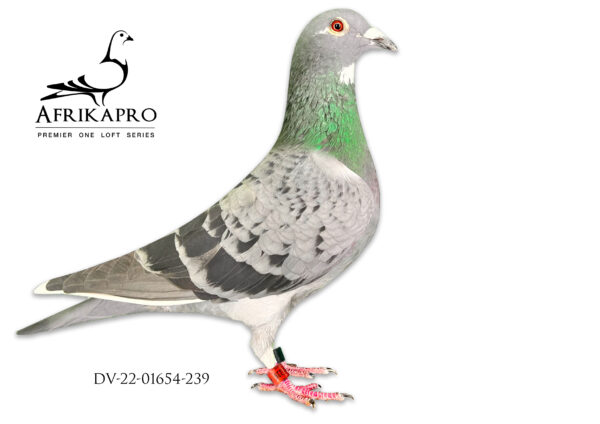 .LOT 2 PIGEON PALACE -DV 01654 22 239 —18TH BLUE JACKET (RACE 4) . 4TH BLUE JACKET (RACE 5) , 8TH BLUE JACKET (RACE 6) AFRIKAPRO 2023———-SIRE:01654-20-671 V Sohn Bruder Daisy Stieneker, Klaus.————-DAM:09715-16-811 W Enk.DiCaprio/Ol.Nils van Dyck, Dirk. DIRECT GRAND DAUGHTER TO FAMOUS DI CAPRIO.SEE PEDIGREE!!!