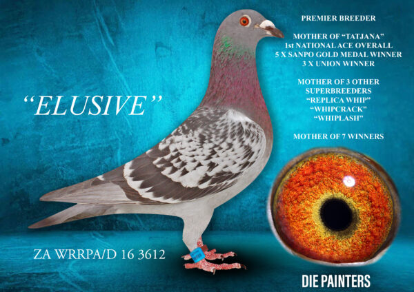 .LOT 1 DAM TO “TATJANA” – ZA 16 WRRPA/D 3612 –  THE GREAT “ELUSIVE” MOTHER OF “TATJANA” 5 X SANPO GOLD MEDAL WINNER . “TATJANA” 1st OVERALL NATIONAL ACE PIGEON OVERALL FCI.  1st OVERALLNATIONAL ACE PIGEON OVERALL SANPO.  1st OVERALL NATIONAL ACE PIGEON YEARLINGS FCI.  1st OVERALL NATIONAL ACE PIGEON MIDDLE DISTANCE FCI.  1st NATIONAL ACE PIGEON MIDDLE DISTANCE SANPO . 2nd NATIONAL ACE PIGEON LONG DISTANCE FCI.  10th BEST YB IN THE WORLD!  ALSO MOTHER TO SUPERBREEDERS “REPLICA WHIP” “WHIPLASH” “WHIPCRACK” & 7 OTHER WINNERS!——————–This is the great “ELUSIVE” – a hen that has made history all over South Africa. Bred from the greatest progeny of Dominee Painter’s egendary “BLOU GROOTTE”, this hen was destined for greatness. She is a double winner scoring 1st Club 3rd Union on both occasions – both times the Union win eluded her by only a few seconds due to our own mistakes – hence her name “ELUSIVE”. We retired her to stock at a young age and she bred BDU/D 1412/17 a Union Winner (& 7th WCPTA Truck) for Monti Schmidt in Paarl, in her first nest. She went on to breed winners with 4 different cocks and these offspring all became breeders of winners themselves. “ELUSIVE” is a also the half-sister to MIRACLE BREEDER “BLUE WHIP” who is the only cock in history to breed 2 individual SANPO GOLD MEDAL Winners. Her offspring & progeny have produced super racers in 7 different lofts right across South Africa. He daughter “TATJANA” is the best racer we have ever owned.SEE PEDIGREE!!!!