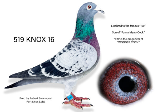 .LOT 9 SUNSET AUCTION -ZA 16 KNOX 519 -SIRE: 03925 ZA 08 “FUNNY MEALY COCK” . 109 x Urtel. Full Brother to Sire of SANPO Gold Medal Short Distance 2015. A fantastic racer and breeder! Grand Sire to 1st and 3rd Beaufort West Combine 5440 Pigeons..—–DAM: 08370 NRHUP 09. One of our best 109 breeders. 2nd Hanover Union 3 Bird in 2011 (9/1172 on truck), nest mate to 08369 who won 1st Vic Union, 2nd 5607p (truck) and 2nd Springfontein Union. 2/4181. Grand Dam to 1st and 3rd Beaufort West Combine 5440. SEE PEDIGREE!!!