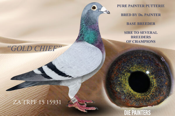 .LOT 1 DIE PAINTERS – ZA 15 TRPF 15931 “GOLD CHIEF” – This cock has become a legend in his own lifetime. He was the late Ds Painter’s favorite cock just as his famous father and grandfather. He bred too many good ones over his lifetime to mention all of them here. There are more than 10 of his children in stock lofts right across SA where they continue the legacy of the famous “GOLDEN EYES” so typical of the PAINTER PUTTERIE FAMILY. He is very typical of the famous “BLUE PAINTER PUTTERIE” line that has been responsible for literally 1000’s of winners right across South Africa. Most famously his son “THE PICK” produced several top racers for Kobus Reynders and Marietjie Joubert in his first season at stock including 2nd Final at Winners Flight OLR This cock was 100% fertile during 2024.SEE PEDIGREE!!!