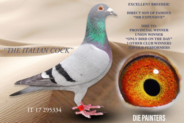 .LOT 4 DIE PAINTERS – IT 17 295534 – SUPER BREEDER!! Bred for GREG TEAM by the wellk-nown Cimpean Sebastian from Italy. This cock bred many many good pigeons for Die Painters. Amongst others a Combine Winner and Double Union Winner. Also bred double winner for Phala Phala Lofts – same hen flew “only bird on the day” in the Nylstroom Club.SEE PEDIGREE!!!