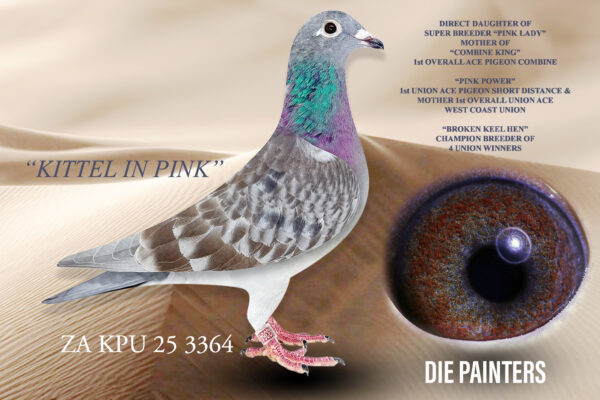 .LOT 1 DIE PAINTERS – ZA 25 KPU 3364 – Direct daughter of SUPER BREEDER “PINK LADY” – she is mother to Combine and Union Ace Pigeons and her children also produce Union Ace Pigeons. This baby hen is the result of a cobreeding with our good friend Bennie Smit the 2024 TRPF Overall Averages Champion. Her father is “BENNIE’s KITTEL” which we rate as one of the best Kittels that we have handled over the last few years. His full sister is the mother of Bennie Smit’s 3 X Winner & Fed Winner “MIRAKEL and also his 3rd YB ACE in the TRPF. This baby hen is as close to perfect as they come and she must rate as one of the best-bred babies recently produced – as far as performance is concerned this genetic package is beyond compare.SEE PEDIGREE!!!