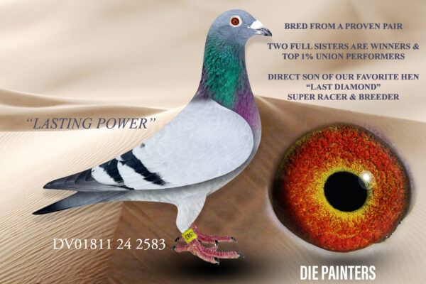 .LOT 9 DIE PAINTERS – DV 01811 24 2583 – “LASTING POWER” Cock Painter NG BB This is a very special young cock. Bred for Afrikapro 2024 from a proven pair! Two sisters (from one nest) were both winners for us during last season. The parents are two of our best performers in 2023. Both parents are Combine Winners. The father is a 2 X Union Winner & Combine Winner and the mother was 3rd YB ACE PIGEON WRRPA UNION & equal Combine Winner. Both parents are bred from foundation pigeons of two of the best lofts in the Gauteng West Combine in the period 2020 to 2022.SEE PEDIGREE!!!