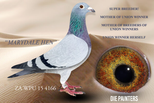 .LOT 3 DIE PAINTERS -ZA 15 WPU 4166 “MARYDALE HEN” – Union Winner for Kiewiet Marais and SUPER CLASS breeder for us. This hen has played a significant role in our stock loft since 2018 She was a Union Winner from Marydale (577km) . After we purchased her she immediately produced a 3831/18, a Combine Winner from the same distance. On her part 3831 produced a ‘Only Bird on the Day” winner for Phala Phala Lofts in 2021. Up to 2024 “MARYDALE HEN” has bred 6 winners with 3 different cocks and more importantly has produced top class breeders for us too. 3 of her children have already turned out to be great breeders of winners and Top 10 Union performers. Her son 16070 “TIGER EYE” produced our great racer 771/23 Union Winner in 2024 Season. We have 3 of her children in our stock loft.SEE PEDIGREE!!!