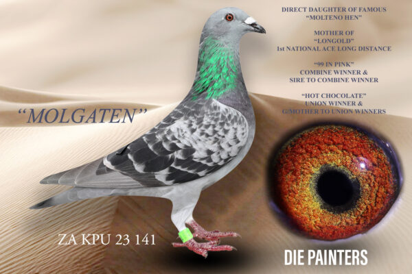 .LOT 7 DIE PAINTERS – ZA 23 KPU 141 -“MOLGATEN” Hen Painter NG X Ch Bred directly from one of our TOP 5 PAIRS in 2023. “MOLGATEN” is fullsister to 1898, Combine Winner and allround great racer for us in 2024. Her mother is “MOLTENO HEN” who also bred “LONGOLD” our 2022 SANPO GOLD MEDAL LONG DISTANCE WINNER. Half sister to “HOT CHOCOLATE” our Union Winner (by 9 minutes clear) and 2 X 2nd Combine Winner (vs 1500+ pigeons) Same father as 133/22 who bred 1st & 3rd WCPTA TRuck (3000+ pigeons) for Riaan Louw – Team Vision in the Western Cape Also same mother as “99 IN PINK” 1st Combine WInner and breeder of 1st Combine Winner vs 1700+ pigeons and 5 other 1st prize winners. Same father as 4 other Top 1% performers at Union level (1000+ pigeons).SEE PEDIGREE!!!