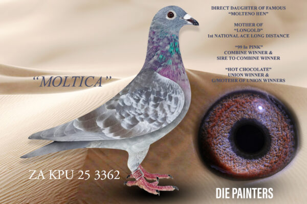 .LOT 2 DIE PAINTERS – ZA 25 KPU 3362 -one of our top matings of 2024/5 Directly out of our premier breeding female “MOLTENO HEN”. This baby is a replica of her mother! “MOLTENO HEN is the mother of “LONGOLD” our 2022 SANPO GOLD MEDAL LONG DISTANCE WINNER. She is also mother to our star racer “HOT CHOCOLATE”. “HOT CHOCOLATE” on her part is the mother to a super breeding hen for David Abbott in Durban. “MOLTENO HEN” has bred too many winners, Union Winners, Ace pigeons etc too mention here – suffice to say that she is a TRUE SUPER BREEDER! The father of “PERFECT IN PINK” is “BOY PLATINUM” who is a fantastic breeder and father to 4th National Ace Long Distance 2024.SEE PEDIGREE!!!