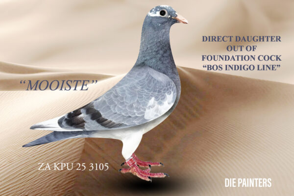 .LOT 3 DIE PAINTERS – ZA 25 KPU 3105 -One of the prettiest babies we have bred this season – perfect in every way! Very unique color – the first Indigo Bar Pied baby that we have ever sold. Direct daughter of “BOS INDIGO” who is the foundation cock of John van den Bos’ well-known “BOS INDIGO LINE”. This cock is a fantastic breeder and amongst his children is 106/21 a 4 x Winner & Union Winner & unofficial 4th National Ace Overall. Another daughter 369/22 is National Ace Short Distance. She is a 3 X Club winner 1 X Union winner. Son 054/21 is a winner and 2nd Union. The mother of this beauty is “AVANT GARDE” our new super exciting stock hen. Bred for stock out of our famous “DUAL PURPOSE” when mated to his own half-sister. Study this pedigree carefully to see how we reproduce Union Winners and National Ace Pigeons – champions breed champions!!SEE PEDIGREE!!!!