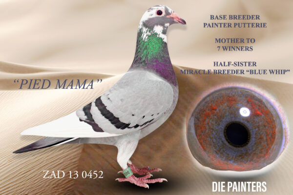 .LOT 7 DIE PAINTERS -ZAD 13 0452 “PIED MAMA” – Direct daughter of “BLUE STALLION” X “LITTLE MAMA” – a dream mating which produced 4 winners all of which also turned out to be breeders of winners. “LITTLE MAMA” is also the mother to MIRACLE BREEDER “BLUE WHIP” who is our No 1 Breeder and only cock to produce 2 individual Sanpo Gold Medal Winners. “PIED MAMA” produced many great pigeons in her long career. She spent most of her life in the lofts of Ds Painter where she bred at least 7 winners. This hen was still 100% fertile in October 2024.SEE PEDIGREE!!!