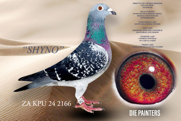 .LOT 4 DIE PAINTERS – ZA 24 KPU 2166 “SHYNO” – Direct daughter of the CHAMPION BREEDER “SKAAM COCK”. He is one of only a handful of pigeons that can lay claim to the fact that they have bred more than on National Ace Pigeon! He is the father of “GOLD MEDAL LASS”, our 1st NATIONAL ACE PIGEON SHORT DISTANCE 2024 (Sanpo Gold Medal 500- 2000 pigeons) “SKAAM COCK” is also the father of the phenomenal “DUAL PURPOSE” our SANPO SILVER MEDAL Winner Short Distance and SUPER BREEDER of some of our very best racers. “SKAAM COCK” is also father to “SHY LASS” winner of 1st Knockout Dinokeng OLR as well as equal1st Final & equal 1st Hotspot 4. She was also 3rd Overall Ace Pigeon. “SKAAM COCK” is also father to “PRIME LASS” 1ho was AFRIKAPRO BLUE JACKET LEADER after Race 7 in 2024.SEE PEDIGREE!!!