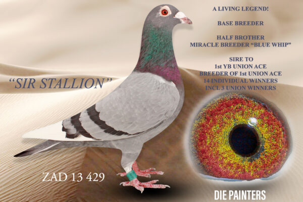 .LOT 5 DIE PAINTERS -ZAD 13 429 “SIR STALLION” – One of the legends in our loft. Direct son of two of the best pigeons that have ever graced our lofts. “BLUE STALLION” X “LITTLE MAMA” was a dream mating and produced 4 winners all of which turned out to be breeders of winners. “LITTLE MAMA” is also the mother to MIRACLE BREEDER “BLUE WHIP” who is our No 1 Breeder and only cock to produce 2 individual Sanpo Gold Medal Winners. In the race loft “SIR STALLION” was a winner & 6 X top 3 but it is as a breeder that he made an incredible impact. He is father to 14 individual winners most notably, “PINK POWER” who was 1st Union Ace Pigeon Short Distance 2019 and also won the Union. On her part “PINK POWER” bred 1st Union Ace Overall for Brand Broers in Saldanha Bay. This cock was still 100% fertile in Jan 2025.SEE PEDIGREE!!!
