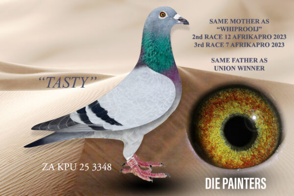 .LOT 6 DIE PAINTERS – ZA 25 KPU 3348 -This is really a top class pigeon in every respect. It is common knowledge that we use the throat as a selection method – this baby cock got one of the highest ratings during the last breeding season and genetic make-up speaks for itself. His brother from mother’s side is “WHIPROOIJ” who flew 2 X equal 1st on Race 7 & Race 12 at AFRIKAPRO 2023. On both occasions he lost with less than 5 seconds ending 3rd in Race 7 and 2nd in Race 12. Another sister was 21st Final at SAIPR Winter 2023. On his father’s side he is brother to a Union Winner and 2 other winners.SEE PEDIGREE!!!!