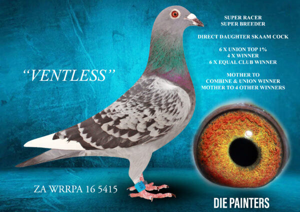 .LOT 2 DIE PAINTERS – ZA 16 WRRPA 5415 – SUPERSTAR”VENTLESS” SUPER RACER & SUPER BREEDER! 4 TIMES WINNER! 3 TIMES UNION TOP 3 6 TIMES EQUAL WINNER 6 TIMES UNION TOP 1% MOTHER TO COMBINE WINNER MOTHER TO UNION WINNER MOTHER TO 6 TOP 1% UNION PERFORMERS—————This hen is a superstar! She is a 4 X Winner and 6 X Equal Winner and was 2nd Ace Pigeon Middle Distance in the WRRPA Union. SHe scored in the Union Top 1% no less than six times! “VENTLESS” is also a superbreeder and mother to a Combine and Union Winner for Carel Meintjies amongst 7 other Club Winners and Top 1% Union Performers. She was the very first baby of our famous “SKAAM COCK” and is halfsister to: “DUAL PURPOSE” – SANPO SILVER MEDAL WINNER and currently a TOP 5 BREEDER in our loft. “GOLD MEDAL LASS” – SANPO GOLD MEDAL WINNER 7 6 times Top 2 Union “SHY LASS” who won 1st Knockout Dinokeng OLR in 2021. She was also 3rd Overall Ace Pigeon during the same year. “SUPREME LASS” our super racer 7 X 1st, Combine Winner, Union Winner etc. “PRIME LASS” Afrikapro BLUE JACKET LEADER after Race 7 2024 Suffice to say these pigeons can beat the best in the world!SEE PEDIGREE!!!