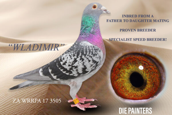 .LOT 5 DIE PAINTERS – ZA WRRPA 17 3505 – Bred from a father to daughter mating when we mated the great “KLITSCHKO” to his best daughter “WREDE OOG HEN”. Despite being so inbred this cock was a topclass racer scoring in the Top 3 on 4 occasions before going to stock. He is a specialist speed pigeon and his children won races when the velocity was above 1500mpm especially on the distance. His 3 X Winner daughter won Three Sisters 1st Club 2nd Union when at a velocity of 1900mpm.SEE PEDIGREE!!!