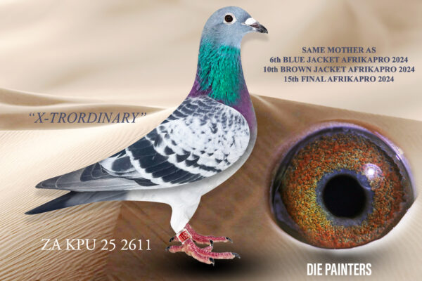 LOT 10 DIE PAINTERS – ZA 25 KPU 2611 – “X-TRORDINARY” Cock Painter Putterie BC This fantastic baby cock is bred out of another one of our super exciting new acquisitions when mated to one of our best up-and-coming cocks. The mother of this baby was bred by Gys Louw out of his famous foundation Bosua cock “LOT 7”. This hen was entered in the first Afrikapro Series held in 2022 where she flew 56th in the Final. She quickly proved to be a great breeder by producing “VALYA 6” who won 6th BLUE JACKET and 10th BROWN JACKET as well as 15th Final Afrikapro 2024 for Rosen Dobrev, the winner of the prestigious Black Jacket. Father of this baby is a superb young cock that has proven that he doesn’t miss. In only 3 years he has produced 2 individual Combine Winners plus another 5 Club Winners and Top 1% Union performers.SEE PEDIGREE!!!