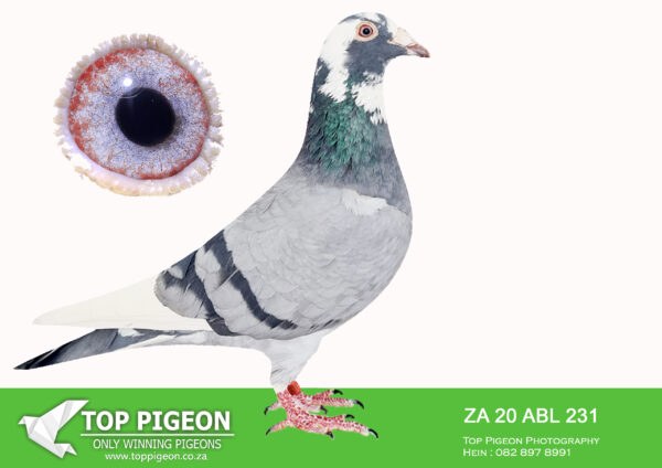 .LOT 6 ALWYN BESTER -ZA 20 ABL 231 -SIRE : ZA 18 90696 . THIS COCK IS AN INBRED TO THE SUPER BREEDING ROODHOOFT HEN. BRED FROM HALF BROTHER TO SISTER MATING. ———–Dam: 2408 ZA 17 BDR. Strain: Andre Roodhooft . Color: Blue Chequer Pied . This little beaut is bred from the best “Andre Roodhooft” hen that was imported to South Africa. Her dam bred a 5 x TRPF winner as well as many Federation and Combine winners. 2408 sisters and brothers has all bred great racers. This hen’s Sire is closely related to her dam. Both granddams are full sisters. She is really something very special. SEE PEDIGREE!!