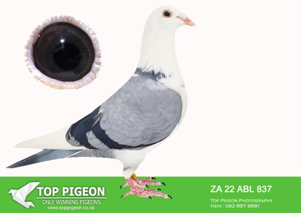 .LOT 4 ALWYN BESTER -ZA 22 ABL 837 -SIRE : ZA 18 90696 . THIS COCK IS AN INBRED TO THE SUPER BREEDING ROODHOOFT HEN. BRED FROM HALF BROTHER TO SISTER MATING. ———–Dam: 2408 ZA 17 BDR. Strain: Andre Roodhooft . Color: Blue Chequer Pied . This little beaut is bred from the best “Andre Roodhooft” hen that was imported to South Africa. Her dam bred a 5 x TRPF winner as well as many Federation and Combine winners. 2408 sisters and brothers has all bred great racers. This hen’s Sire is closely related to her dam. Both granddams are full sisters. She is really something very special. SEE PEDIGREE!!