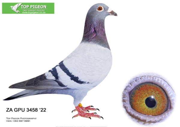 .LOT 6 PIGEON PALACE -ZA 22 GPU 3458 –PARENTS SOLD FOR R138 000 ON TOPPIGEON- Full brother or sister to ROCKY who bred ZA BPF/D 6986 ’19 “PILOT EYE” 4th ACE bird OLR Dinokeng 2020 and 8th Barzalona race, Gariep Dam, 624km, 985 m/min. ROCKY is grandfather to ZA BPF 934 ’21 MISS NAVIGATOR, Bakkie Winner at OLR Dinokeng 2021, Barzalona race, Hanover, 1052 m/min. ROCKY is grandfather to ZA BPF 992 STORM CHASER, Dinokeng OLR Final Winner, by 4 minutes. ROCKY bred 1st season at stud equal winner Hotspot 1 CPL one day loft 2017. ROCKY bred ZA BPF/D 6951 ’19 – 7th final Winners Flight Loft 2019, 1st ACE bird Winners Flight Loft 2019 & ZA BPF/D 6952 ’19 8th ACE bird Winners Flight Loft 2019. SEE PEDIGREE!!!