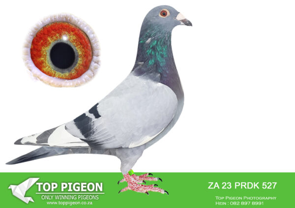 LOT 14 PIGEON PALACE -ZA 23 PRDK 527 -This will make a top stock cock . In his pedigree all the key pigeons from the golden genetics of the Blou Bul and Spritzy pigeons . Medium size , super balanced . These pigeons have the rare ability to breed champions competing and winning over all distances locally as well as international level . Lots of potential in this youngster .SEE PEDIGREE!!!