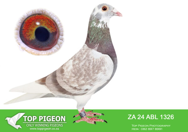 .LOT 1 ALWYN BESTER – ZA 24 ABL 1326 -This cock is withdrawn from the race team, as he hurt his wing in training. Full brother to FIVE STAR (GREEN JACKET WINNER 2023 WINNING $50 000.00) and many more winners.————–SIRE: 63390 GB 18 V. Alias “KITTEL BOLT”. Strain: Dirk Van Den Bulck. Color: Red Pied. Full brother to 63384, superbreeder for me. He is a very nice Kittel bred cock with a great future in the stockloft…….. DAM: 82930 ZA 18. One of my favourite hens in the breeding loft. Bred from R80 000 son to direct daughter of “810”Sablon cock.. DIRECT DAUGHTER OF FAMOUS “JBM’S GIRL”. SEE PEDIGREE!!!!!!!