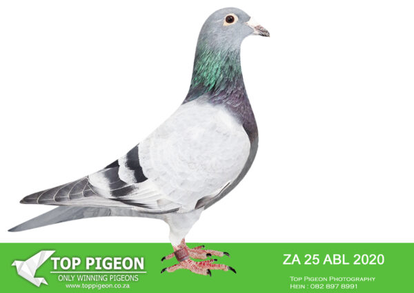 .LOT 7 ALWYN BESTER -ZA 25 ABL 2020 -SIRE:9644767 NL 23.Alias “GRIZZLE PORSCHE” Strain: Porsche 911 X Goed Grijs Color: Grizzle The sire is inbred from a full brother to sister mating from PORSCHE 911. The dam is inbred from a full sister and brother bred from a direct son of GOED GRIJS x OLYMPIC NICOLE.———-DAM:9508754 NL 23 .Strain: Pipa Elite Center Color: Blue Bar Grandchild to”PORSCHE 911″ x “LOUISE”. Bred from a full brother and sister mating. Dam to ZA ABL 1310 2024. 4th SAIPR SUMMER FINAL 2025. Equal winner on the drop ,lost by 4 seconds.SEE PEDIGREE!!!!